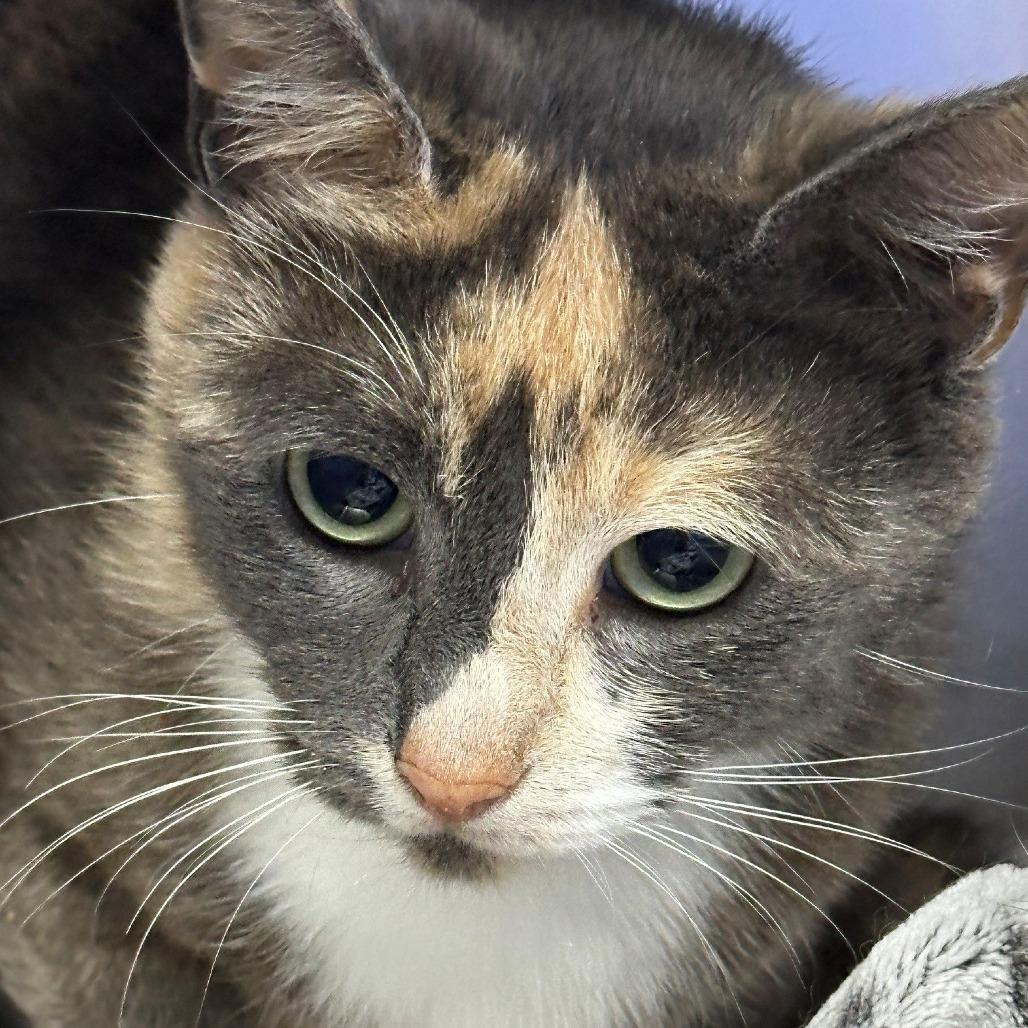 Penelope, a Adoptable Domestic Short Hair in Coos Bay, OR image 1/2