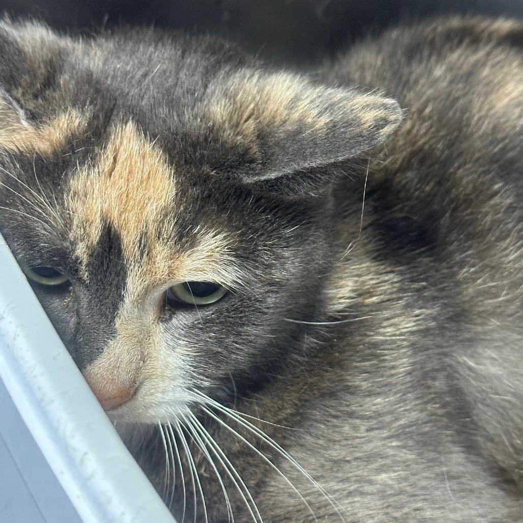 Penelope, a Adoptable Domestic Short Hair in Coos Bay, OR image 2/2