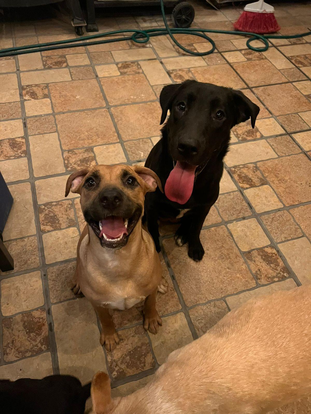 Enlarge Sally , a Adoptable mixed breed in Laguna Niguel, CA image 3/6