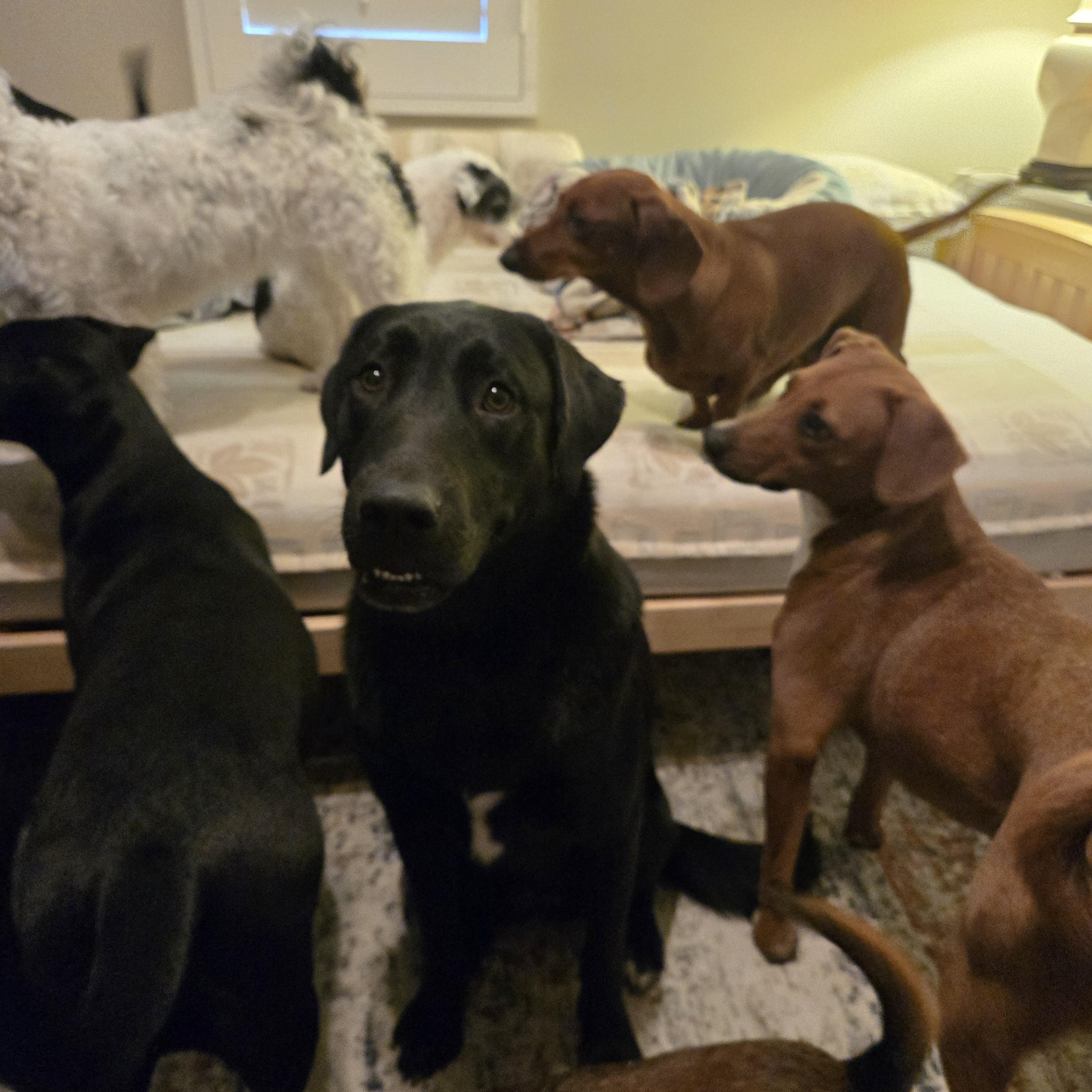 Enlarge Sally , a Adoptable mixed breed in Laguna Niguel, CA image 5/6