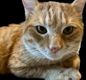 Ken, Adoptable, Young Male Tabby & Domestic Short Hair.