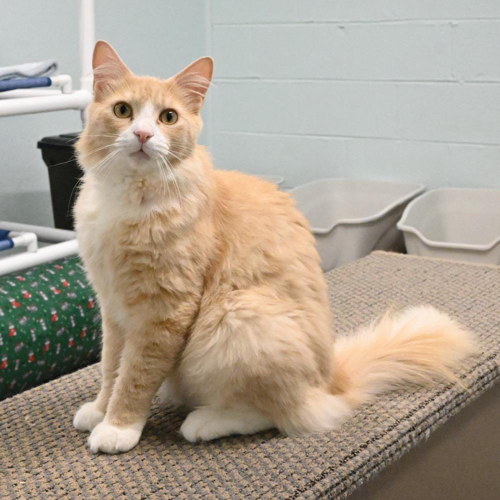 Simba, Adoptable, Adult Male Domestic Long Hair.