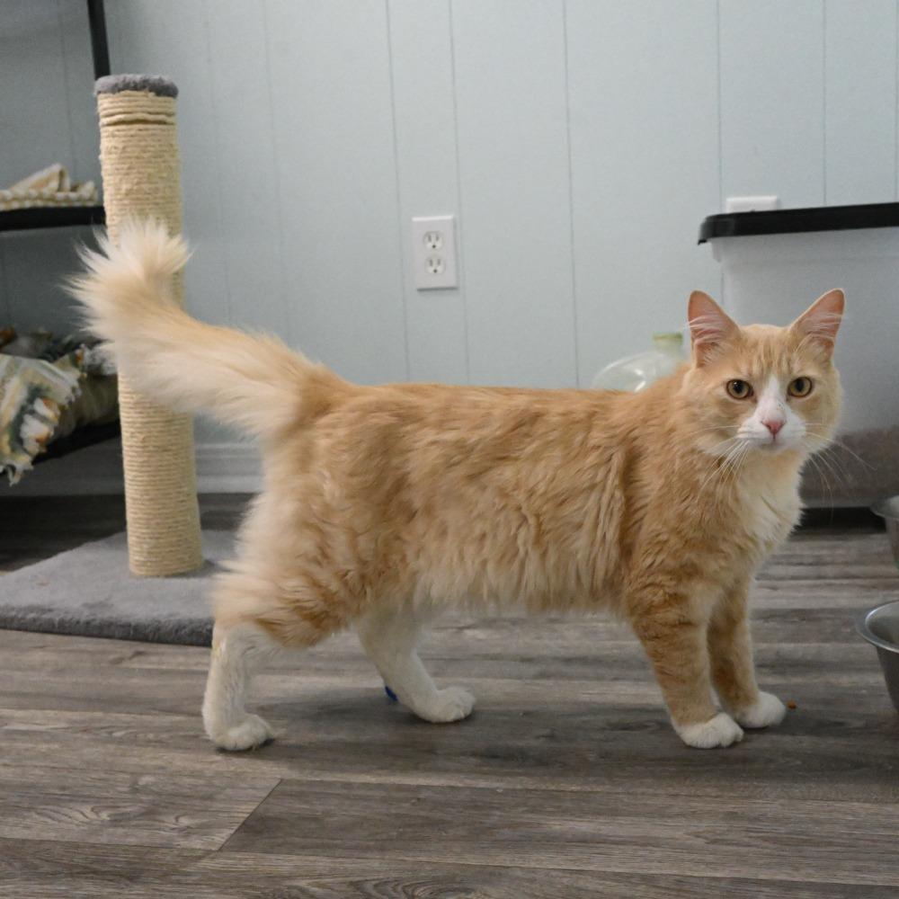 Simba, a Adoptable Domestic Long Hair in Mobile, AL image 2/6