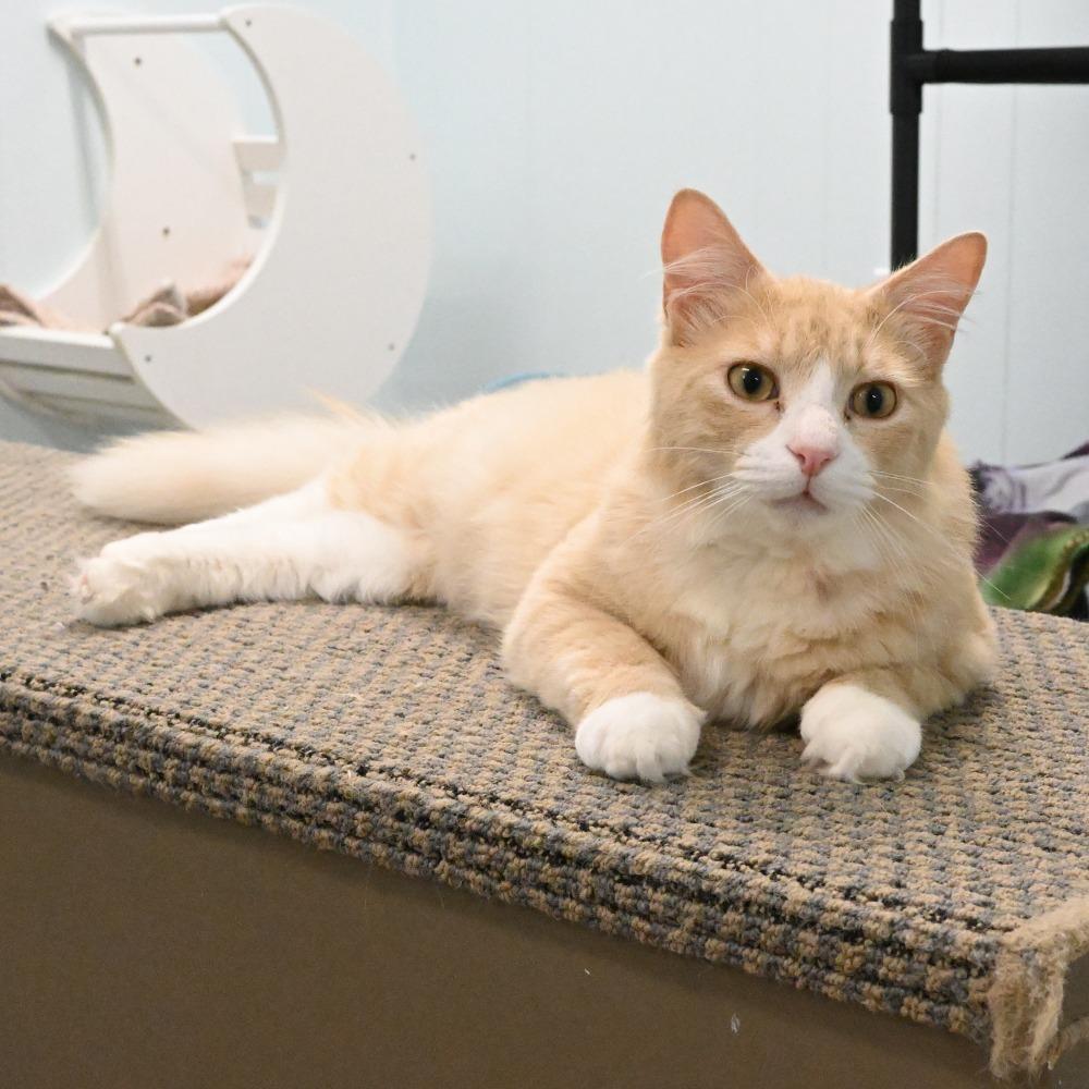 Simba, a Adoptable Domestic Long Hair in Mobile, AL image 3/6