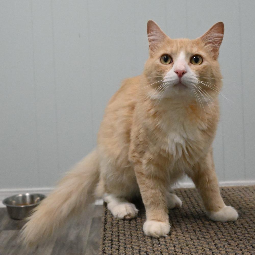 Simba, a Adoptable Domestic Long Hair in Mobile, AL image 4/6