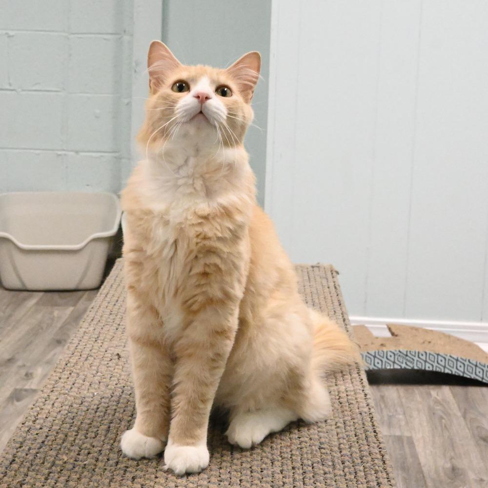 Simba, a Adoptable Domestic Long Hair in Mobile, AL image 5/6