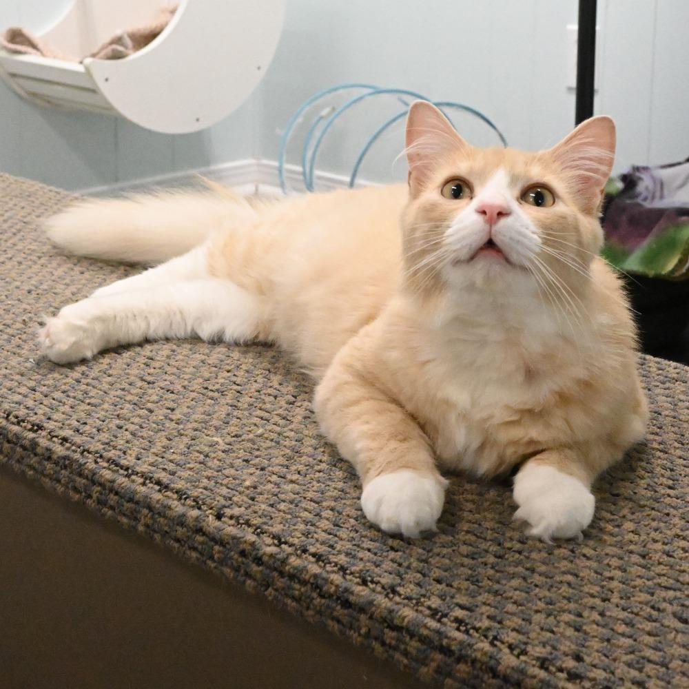 Simba, a Adoptable Domestic Long Hair in Mobile, AL image 6/6