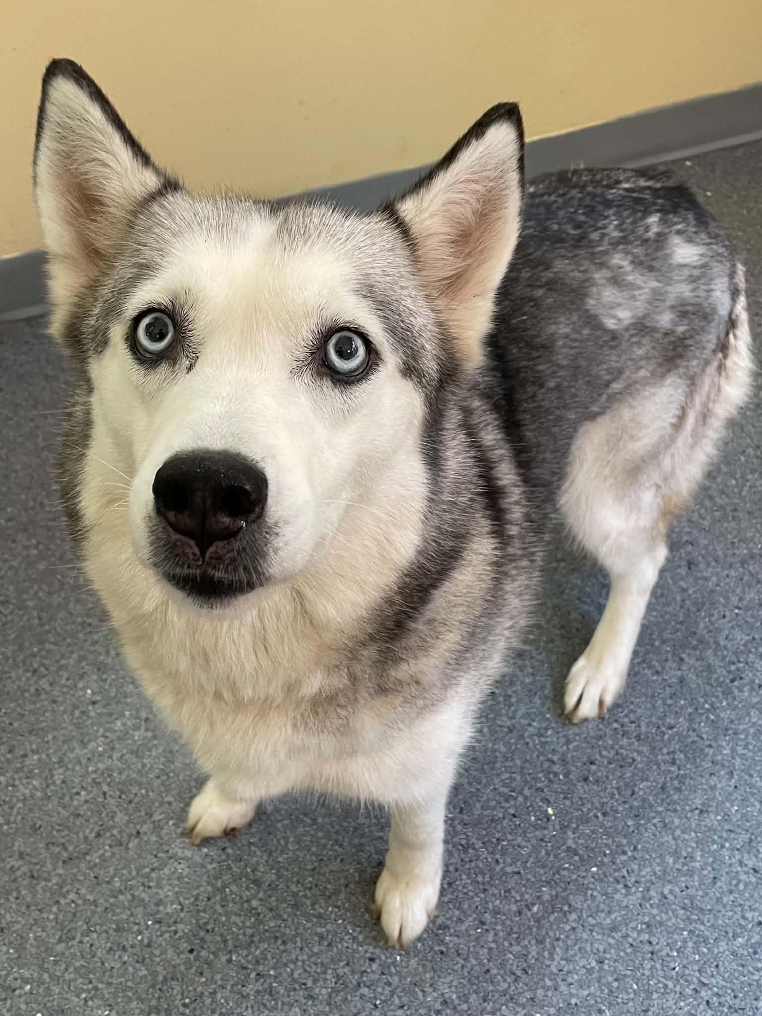 Sassy, Adopted, Adult Female Husky.