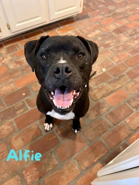 ALFIE, a Adoptable mixed breed in Madisonville, LA image 1/6