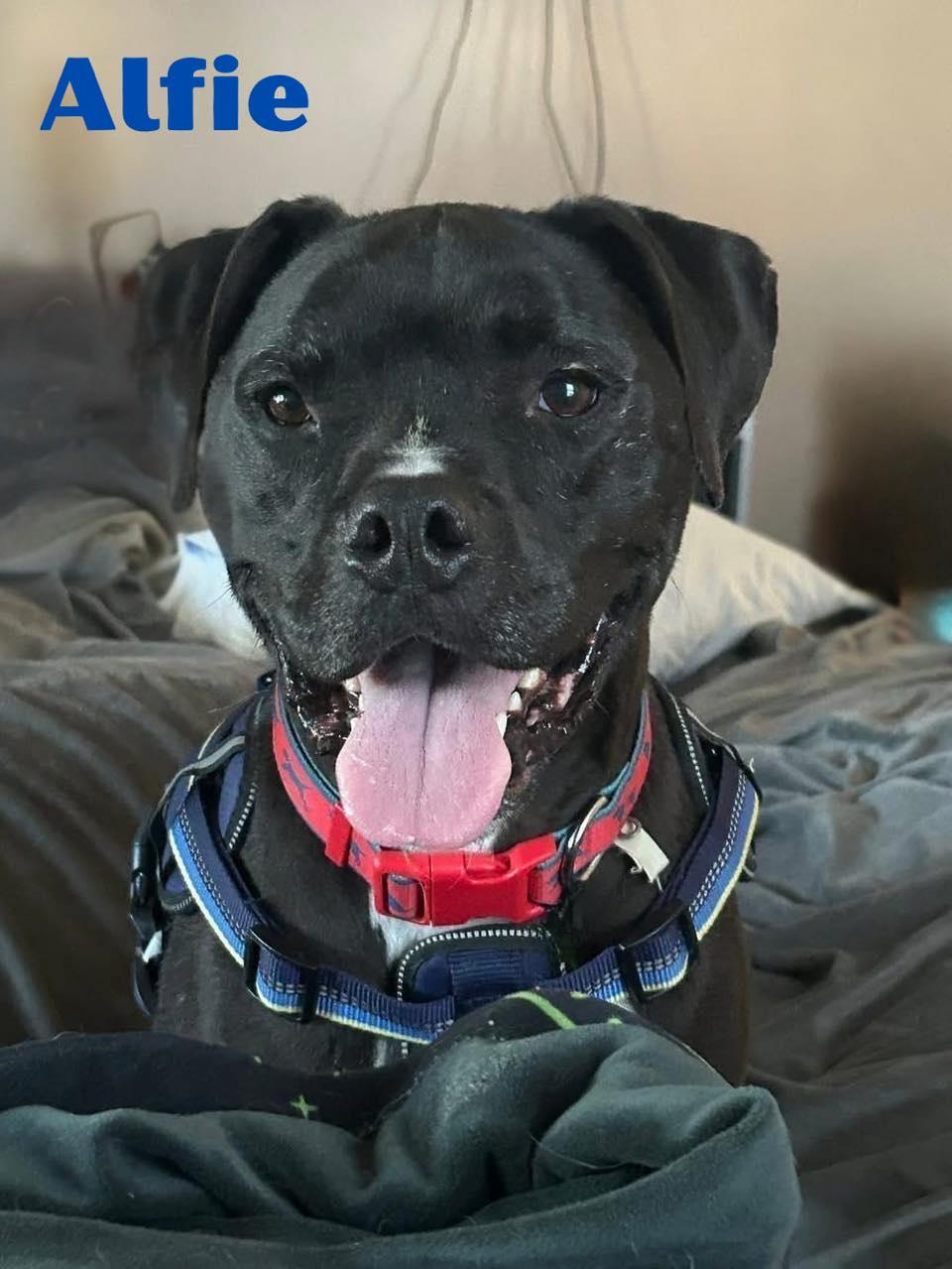 ALFIE, a Adoptable mixed breed in Madisonville, LA image 5/6