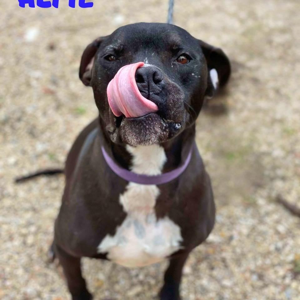 ALFIE, a Adoptable mixed breed in Madisonville, LA image 3/6