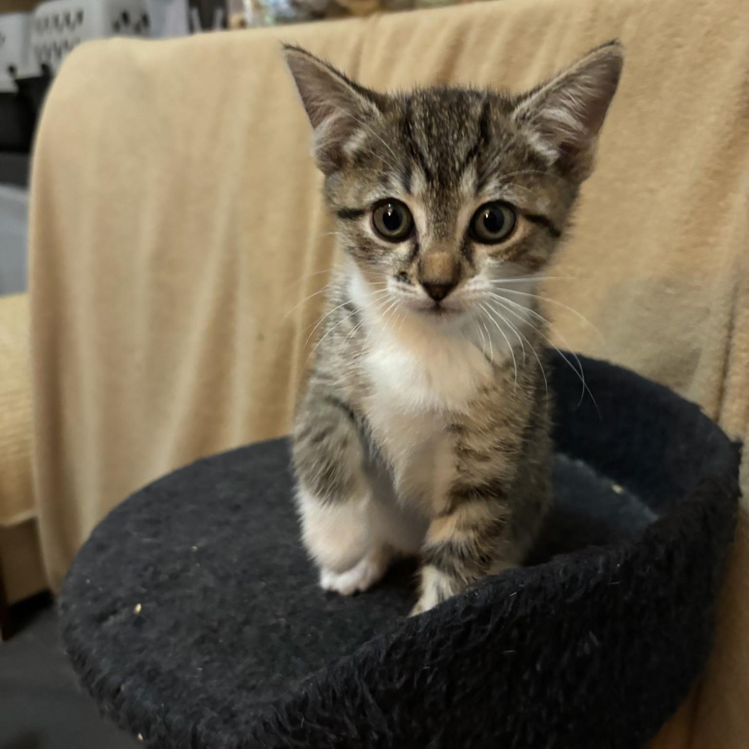 Enlarge Zaniah, an adopted Tabby in San Juan Capistrano, CA image 1/2