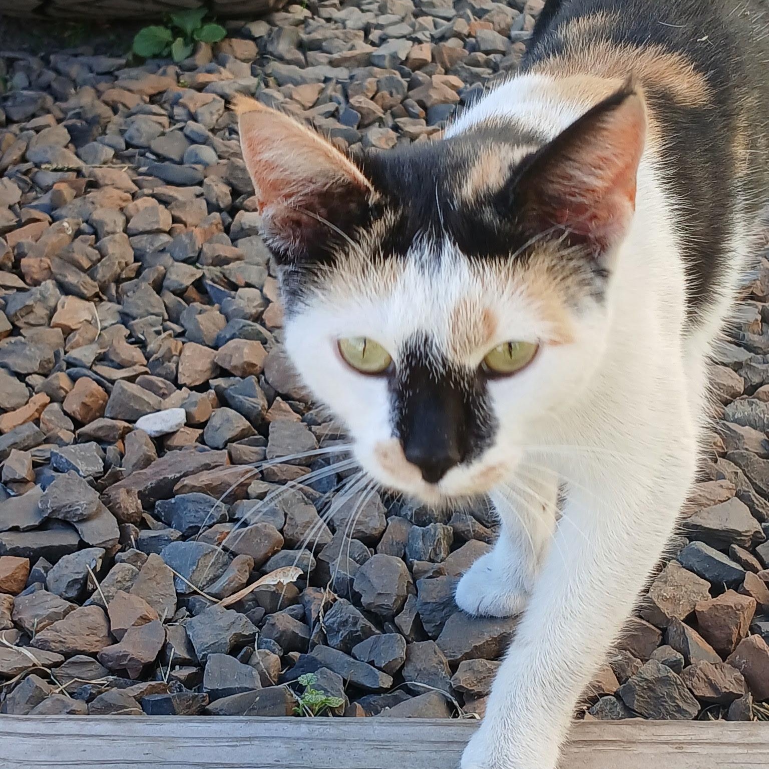 Patches