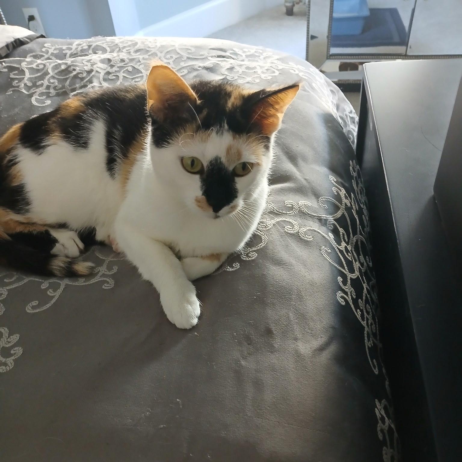 Patches, Adoptable, Young Female Calico & Domestic Short Hair.