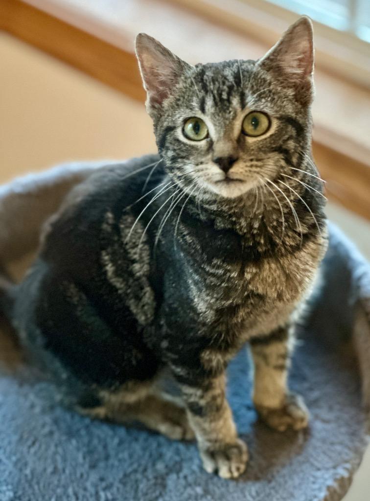 Glenda, Adoptable, Kitten Female Domestic Short Hair.