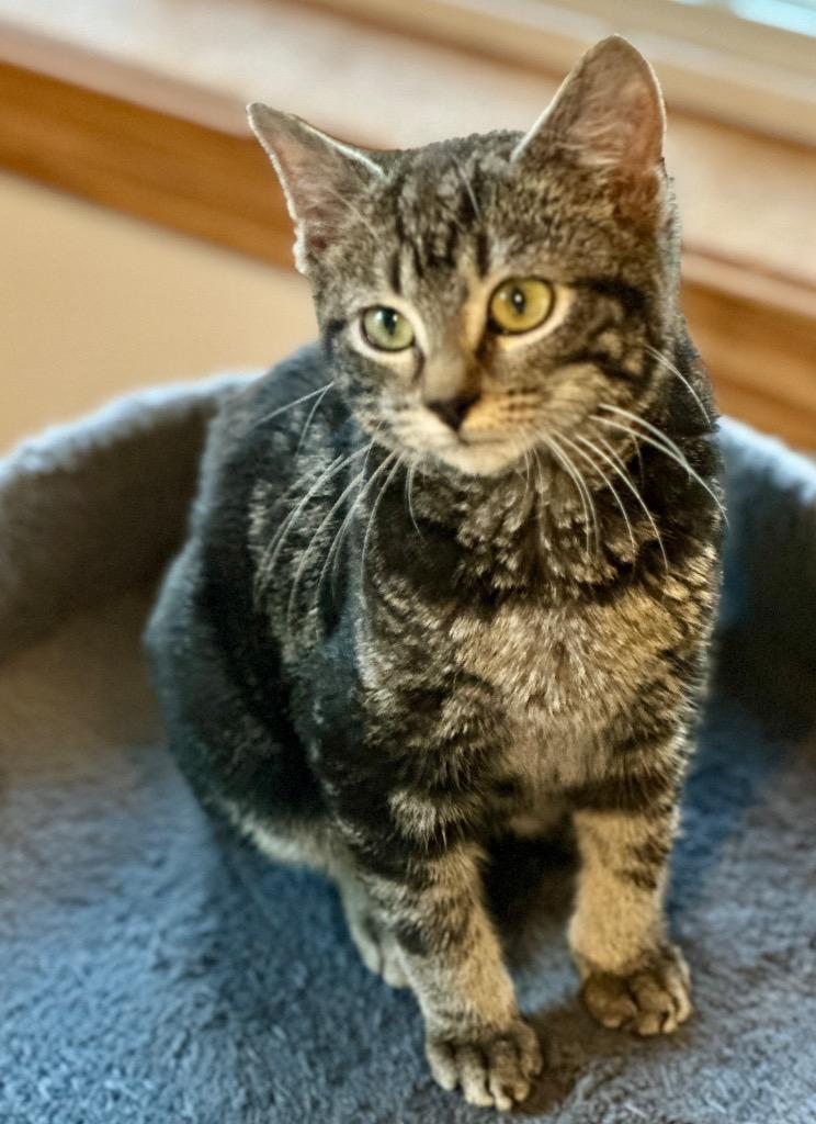 Glenda, a Adoptable mixed breed in Waynesville, MO image 2/2