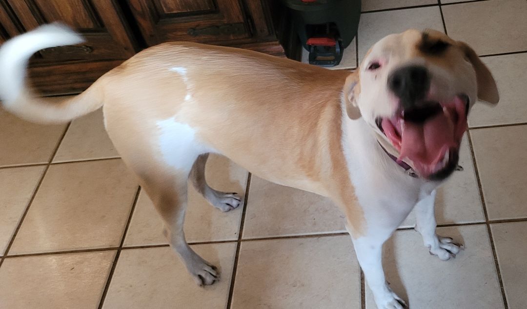 Mystic, a Adoptable mixed breed in Chiefland, FL image 6/9