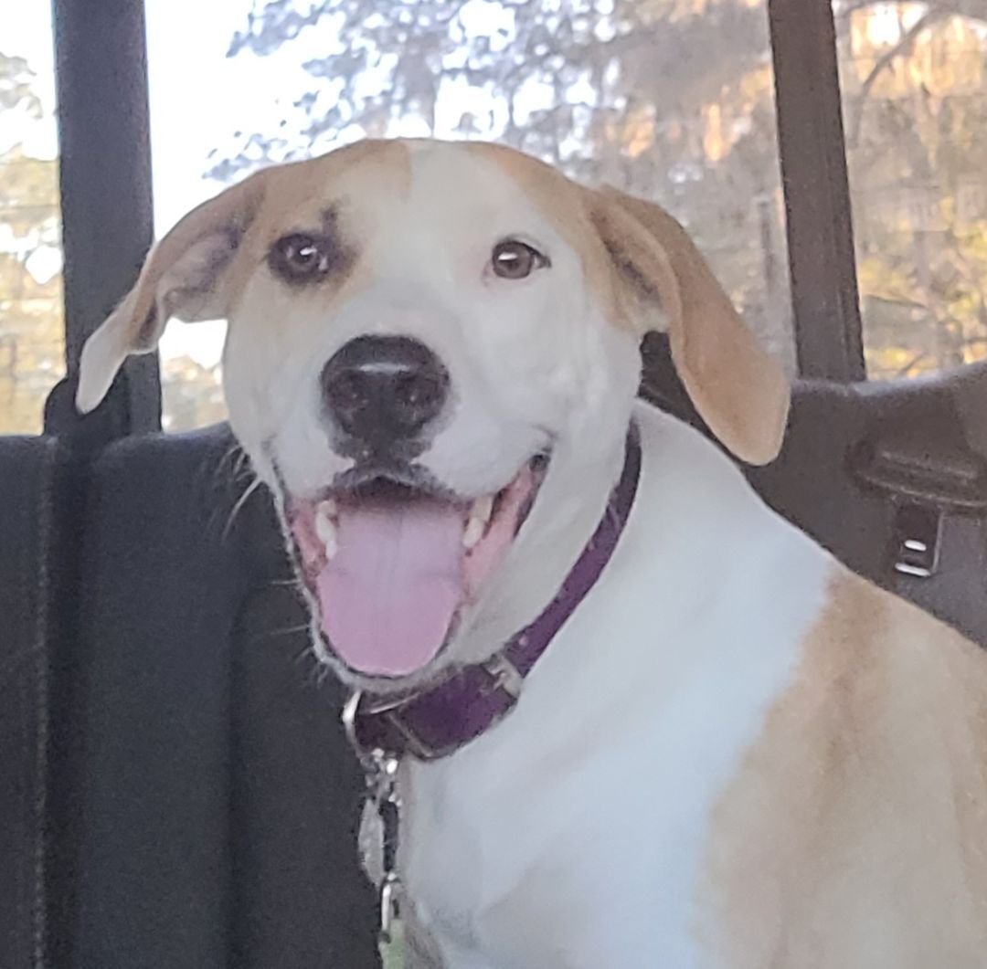 Enlarge Mystic, a Adoptable mixed breed in Chiefland, FL image 7/9