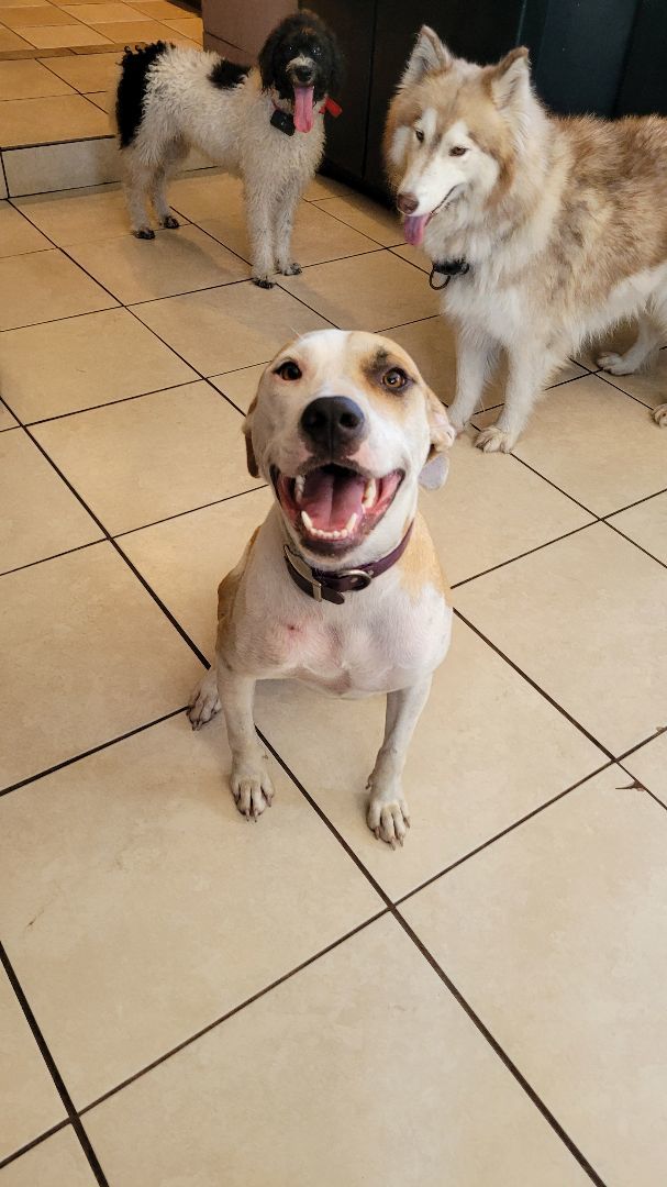 Enlarge Mystic, a Adoptable mixed breed in Chiefland, FL image 8/9