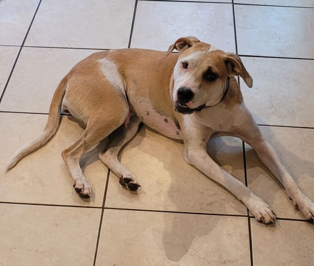 Mystic, a Adoptable mixed breed in Chiefland, FL image 1/9