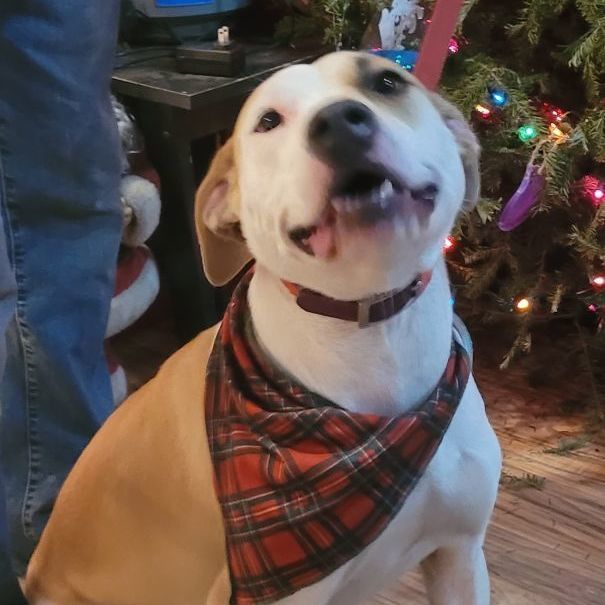 Enlarge Mystic, a Adoptable mixed breed in Chiefland, FL image 9/9