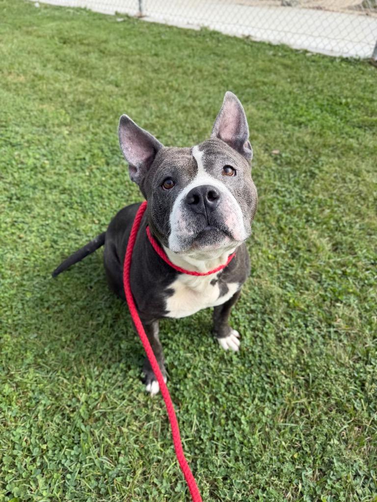 Maximus, Adoptable, Adult Male American Staffordshire Terrier & American Staffordshire Terrier.