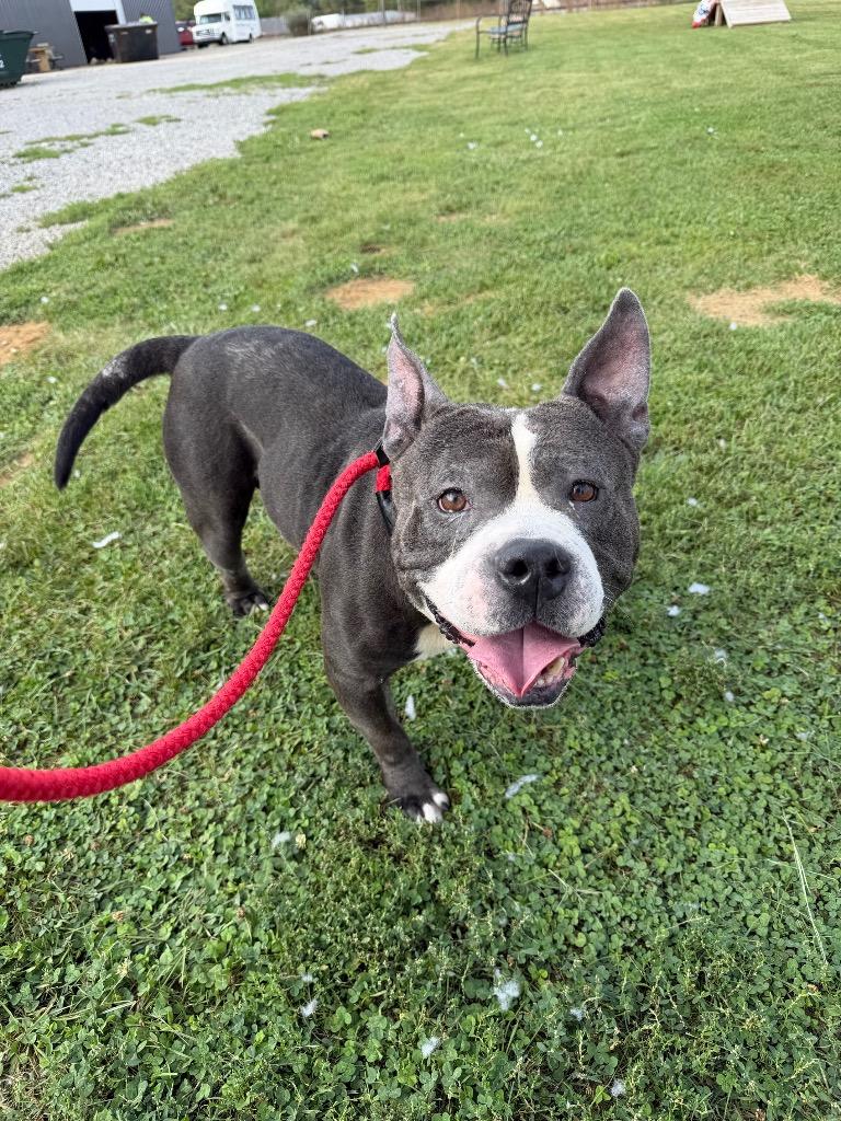 Enlarge Maximus, a Adoptable mixed breed in Pierceton, IN image 2/6