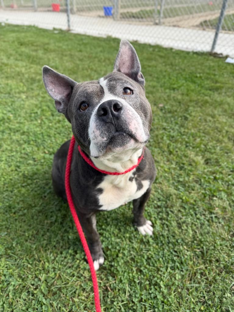 Enlarge Maximus, a Adoptable mixed breed in Pierceton, IN image 3/6
