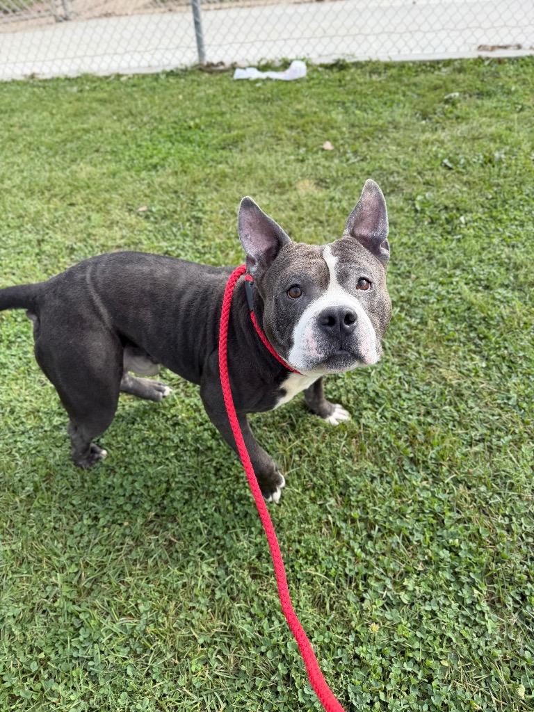 Enlarge Maximus, a Adoptable mixed breed in Pierceton, IN image 4/6