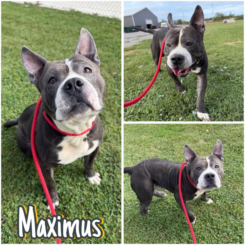 Enlarge Maximus, a Adoptable mixed breed in Pierceton, IN image 5/6