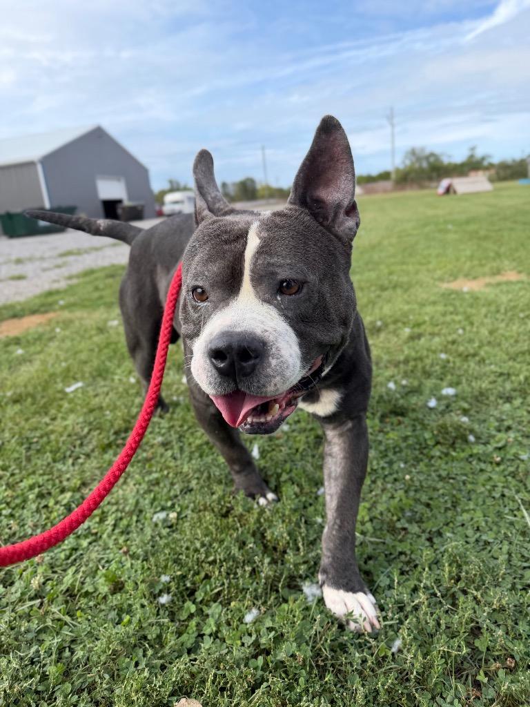 Enlarge Maximus, a Adoptable mixed breed in Pierceton, IN image 6/6