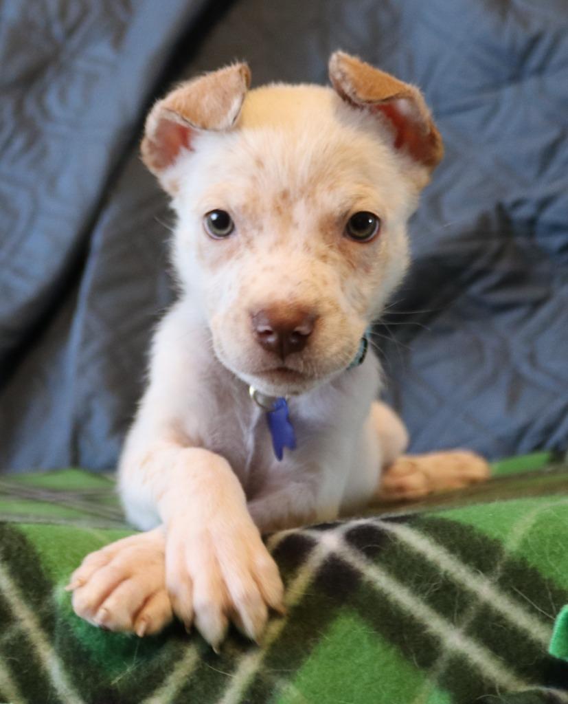 Paco, a Adoptable mixed breed in Mesa, AZ image 1/6