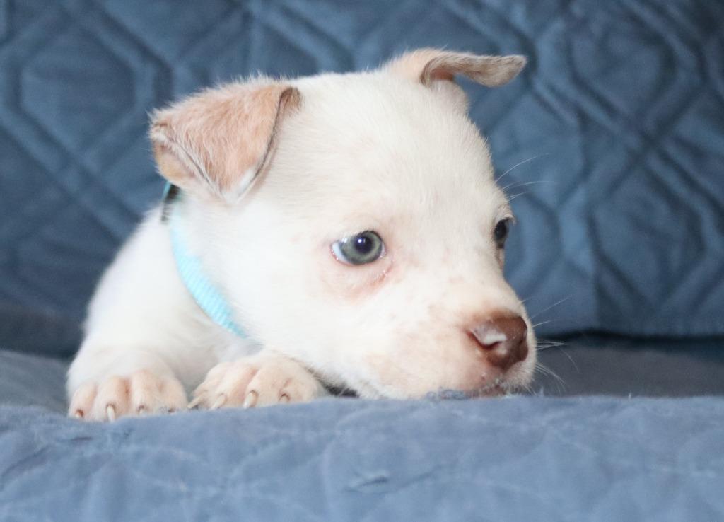 Paco, Adoptable, Puppy Male Chihuahua.