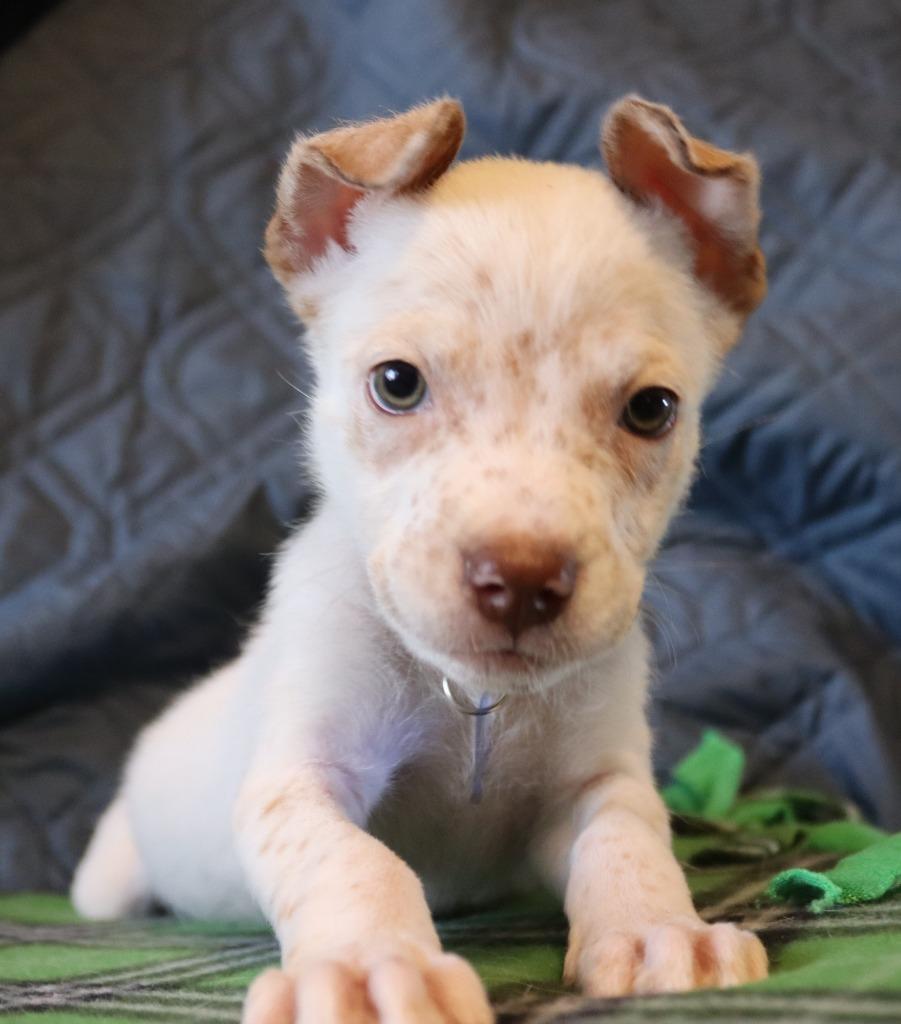 Paco, a Adoptable mixed breed in Mesa, AZ image 3/6