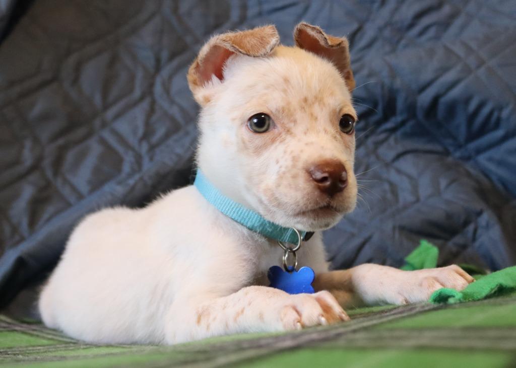 Paco, a Adoptable mixed breed in Mesa, AZ image 4/6