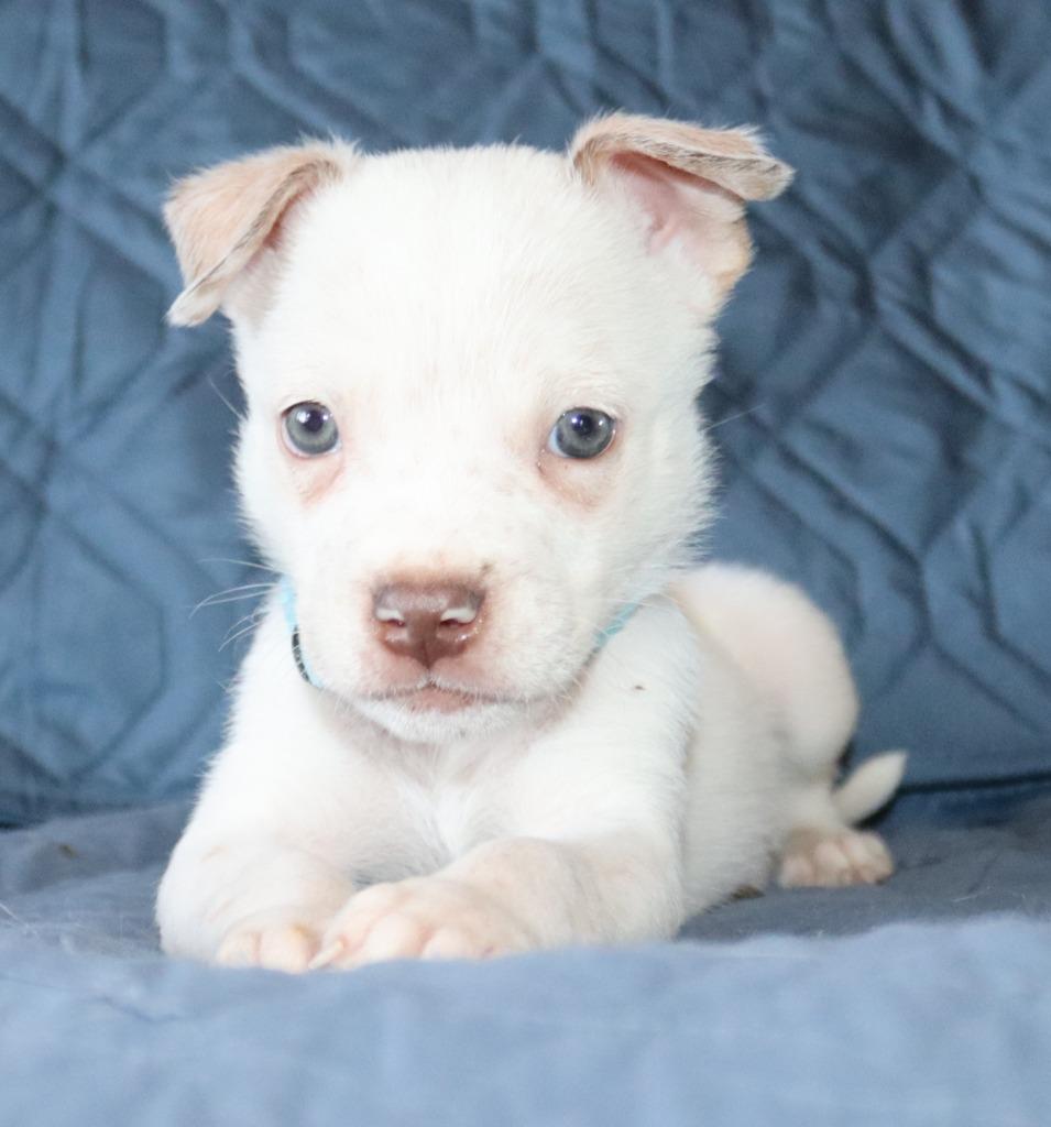 Paco, a Adoptable mixed breed in Mesa, AZ image 5/6