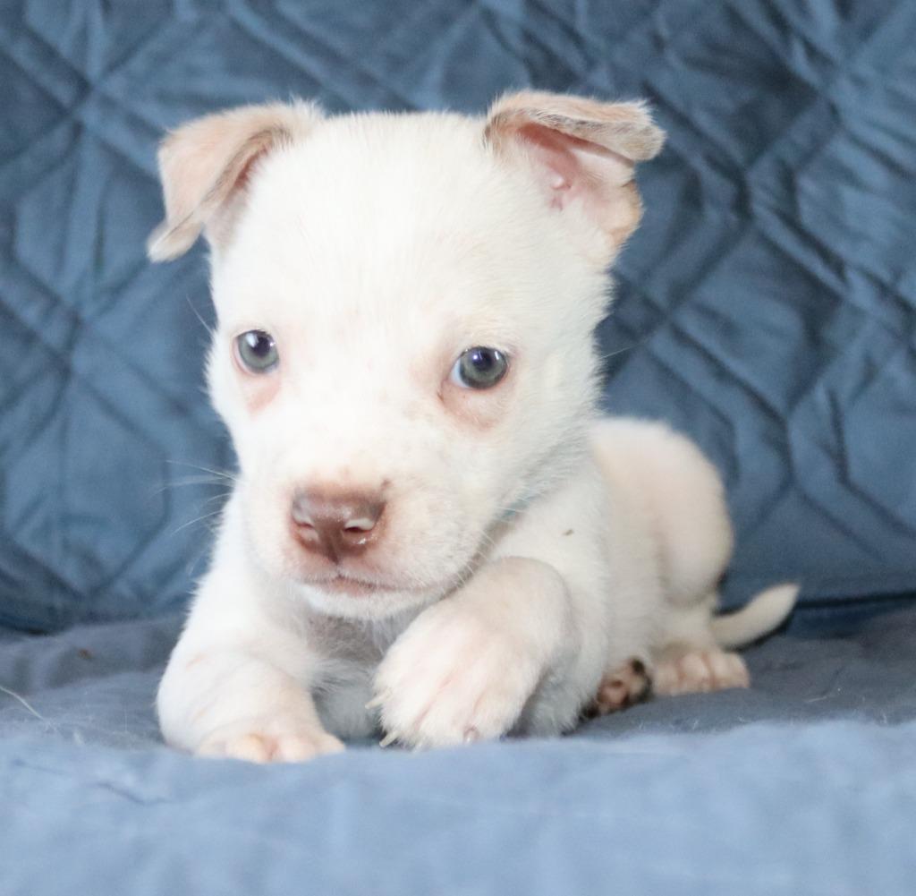 Paco, a Adoptable mixed breed in Mesa, AZ image 6/6