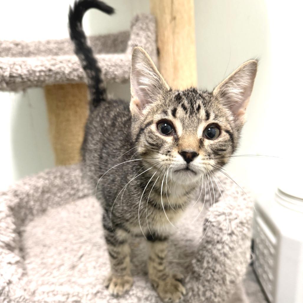 Cypress, Adoptable, Kitten Male Domestic Short Hair.