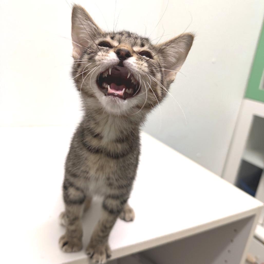 Enlarge Cypress, a Adoptable Domestic Short Hair in Albert Lea, MN image 2/3