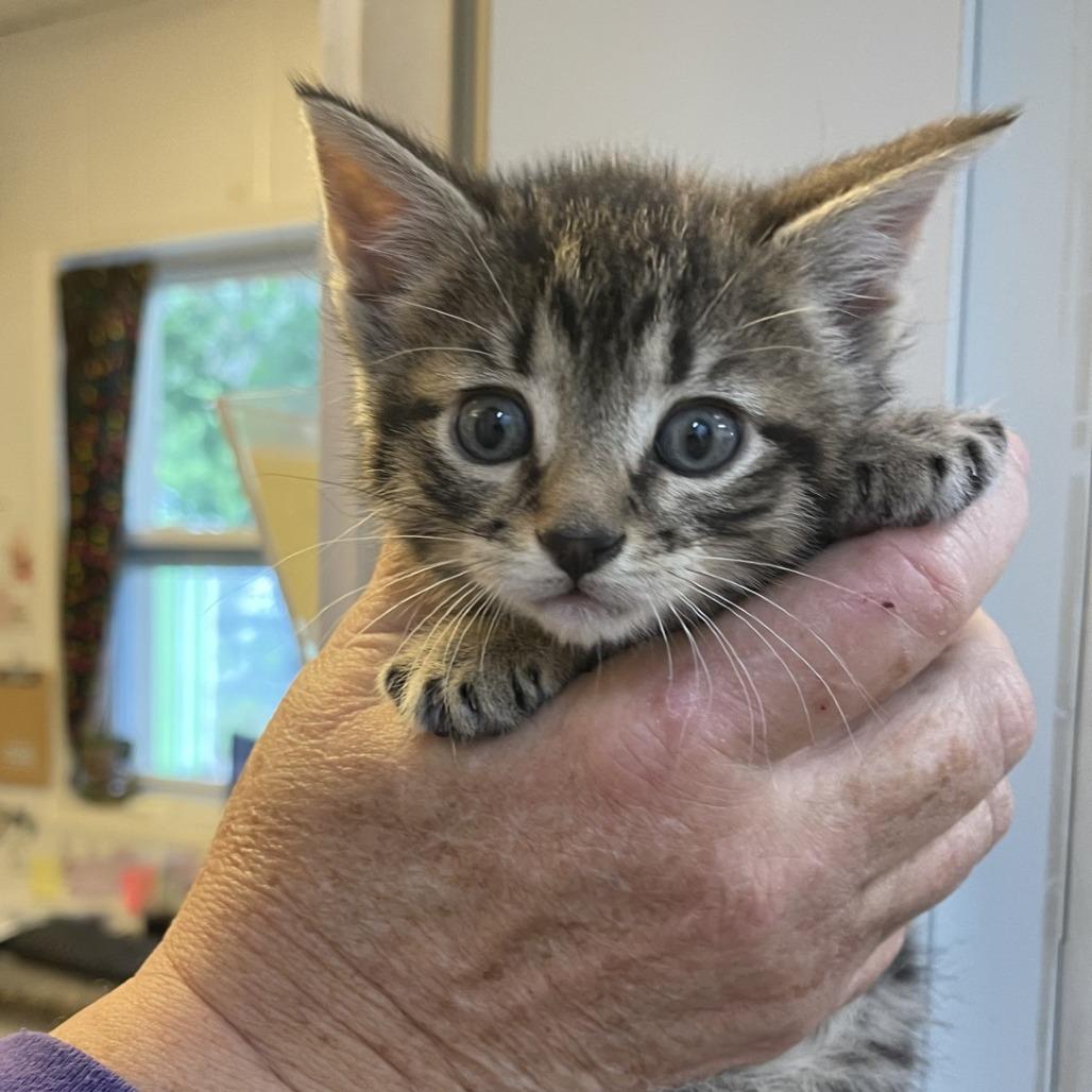 Enlarge Cypress, a Adoptable Domestic Short Hair in Albert Lea, MN image 3/3