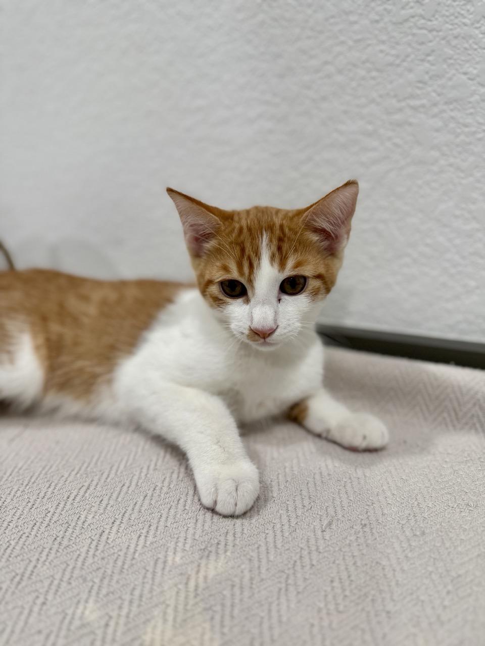 Jack, an adopted Domestic Short Hair in Las Vegas, NV image 3/3