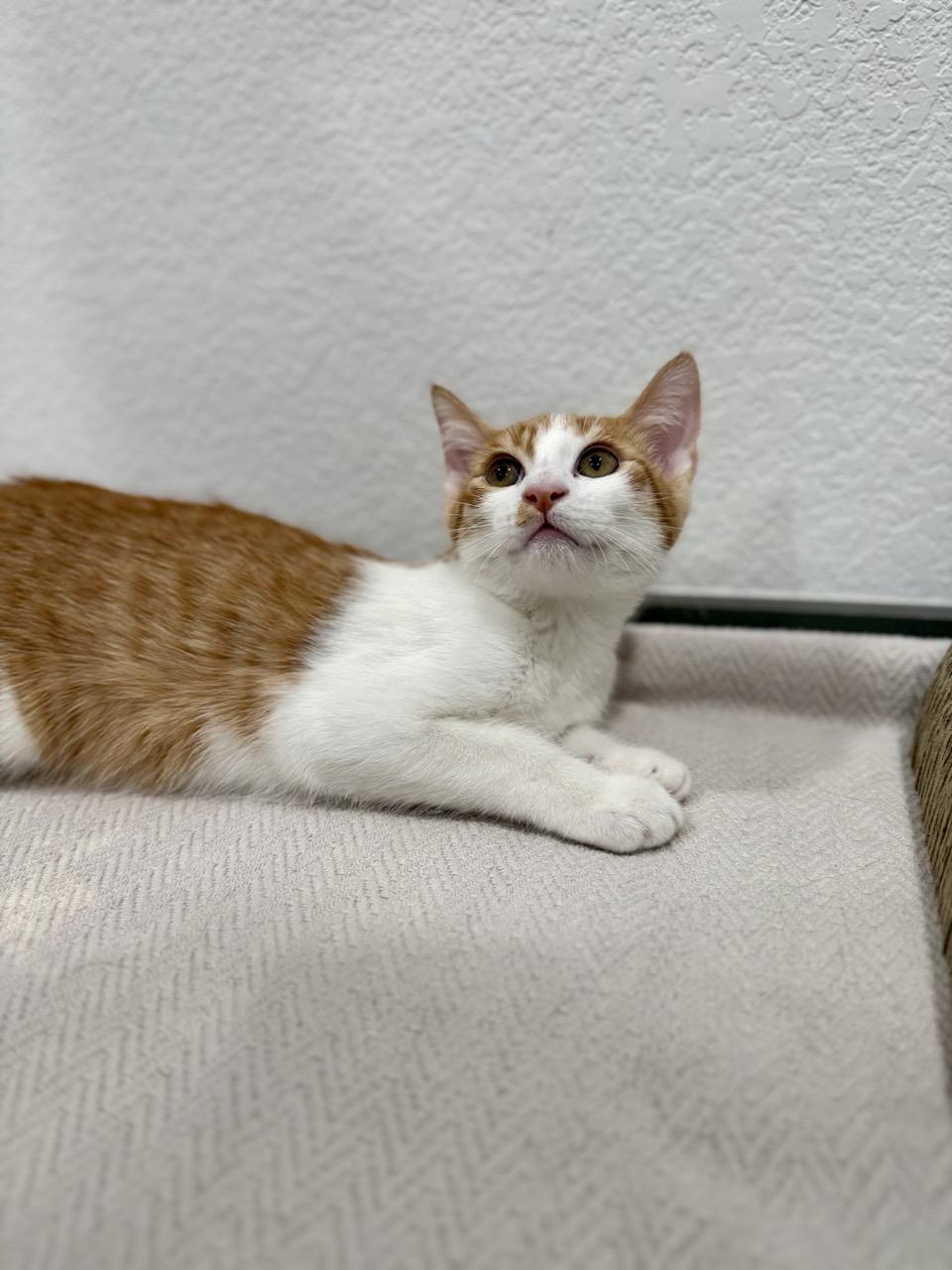 Jack, adopted, Kitten Male Domestic Short Hair.