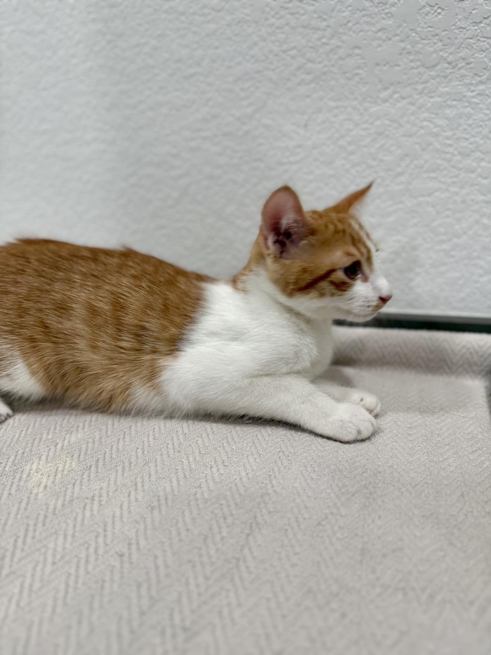 Jack, an adopted Domestic Short Hair in Las Vegas, NV image 2/3