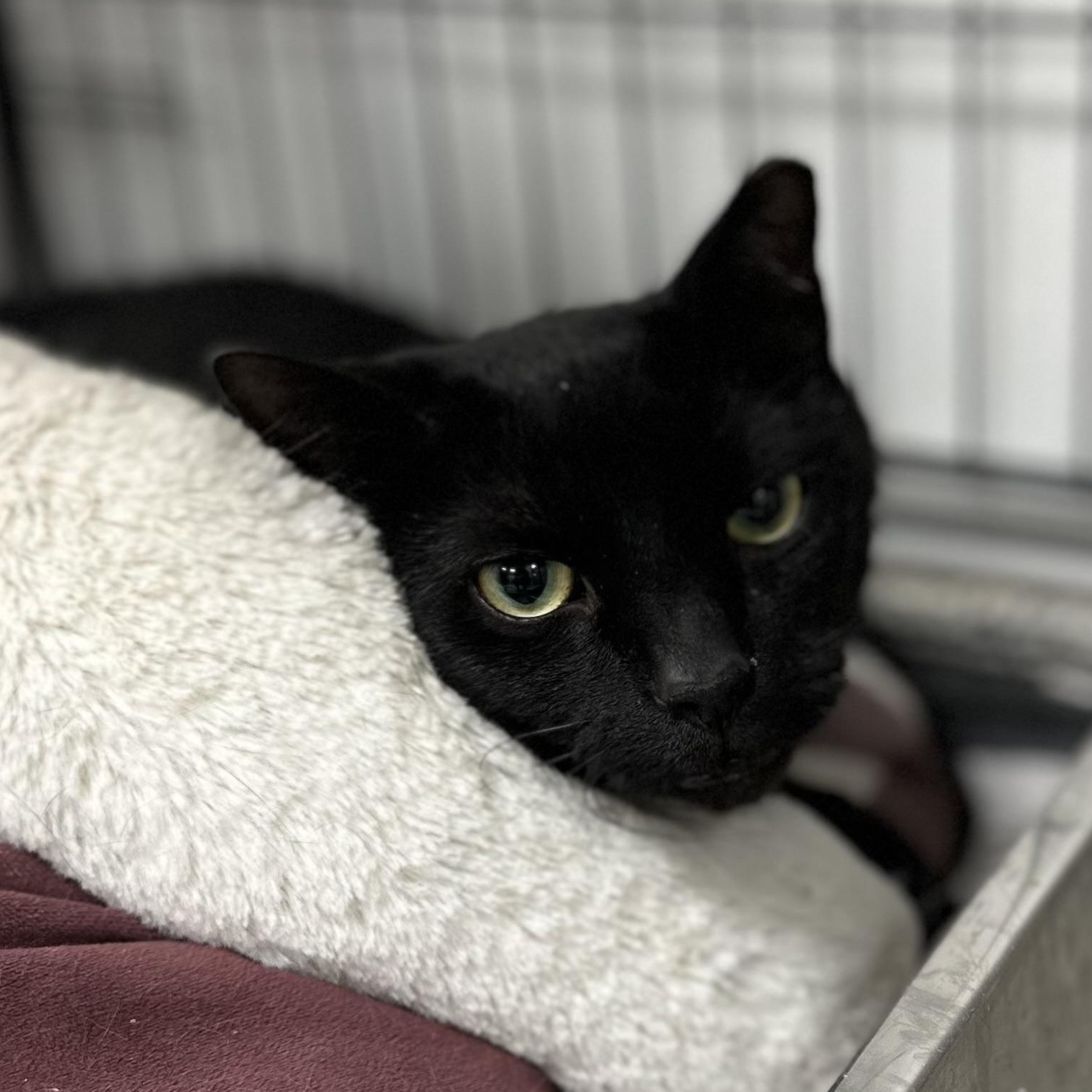 Tomasino, ADOPTABLE, Adult Male Domestic Short Hair.