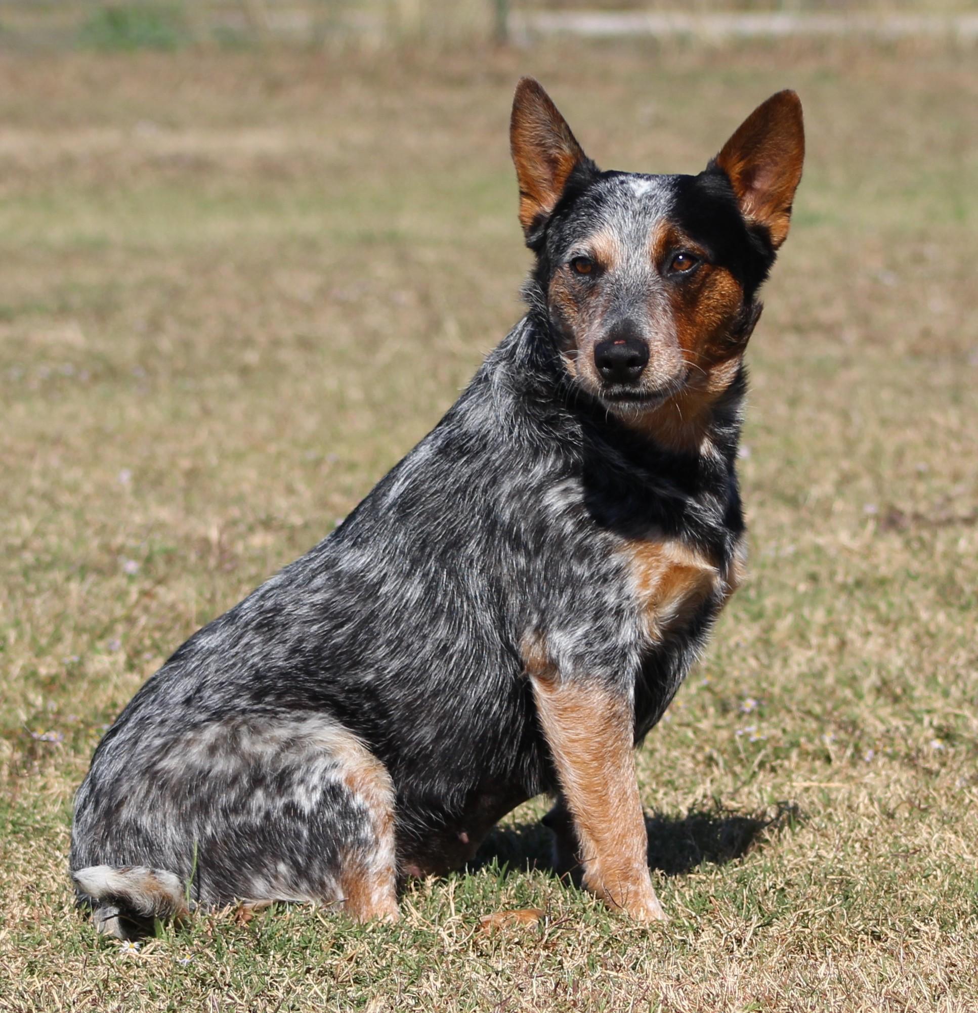 Enlarge Kova, an adoptable Australian Cattle Dog / Blue Heeler in Temple, TX image 2/4