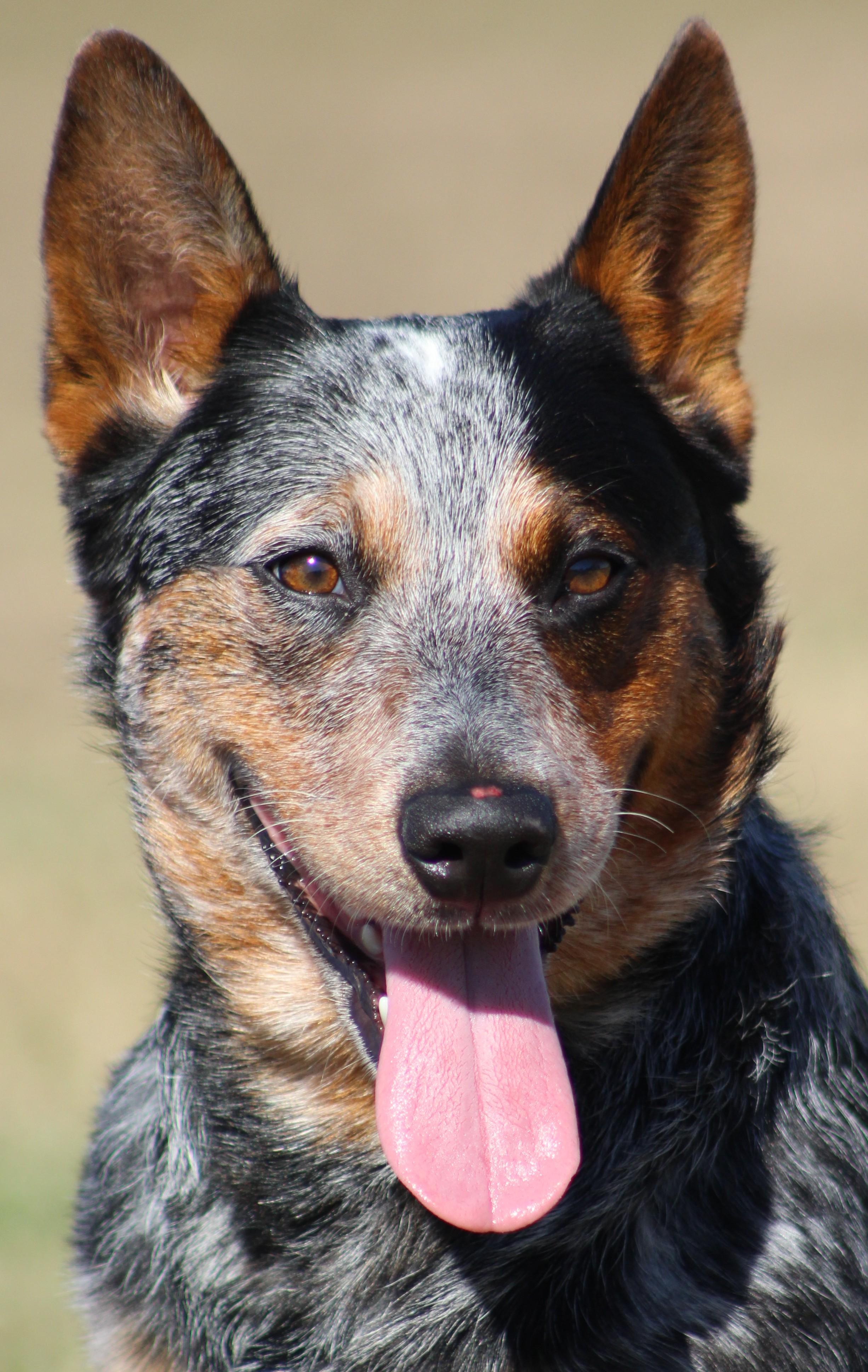 Enlarge Kova, an adoptable Australian Cattle Dog / Blue Heeler in Temple, TX image 1/4