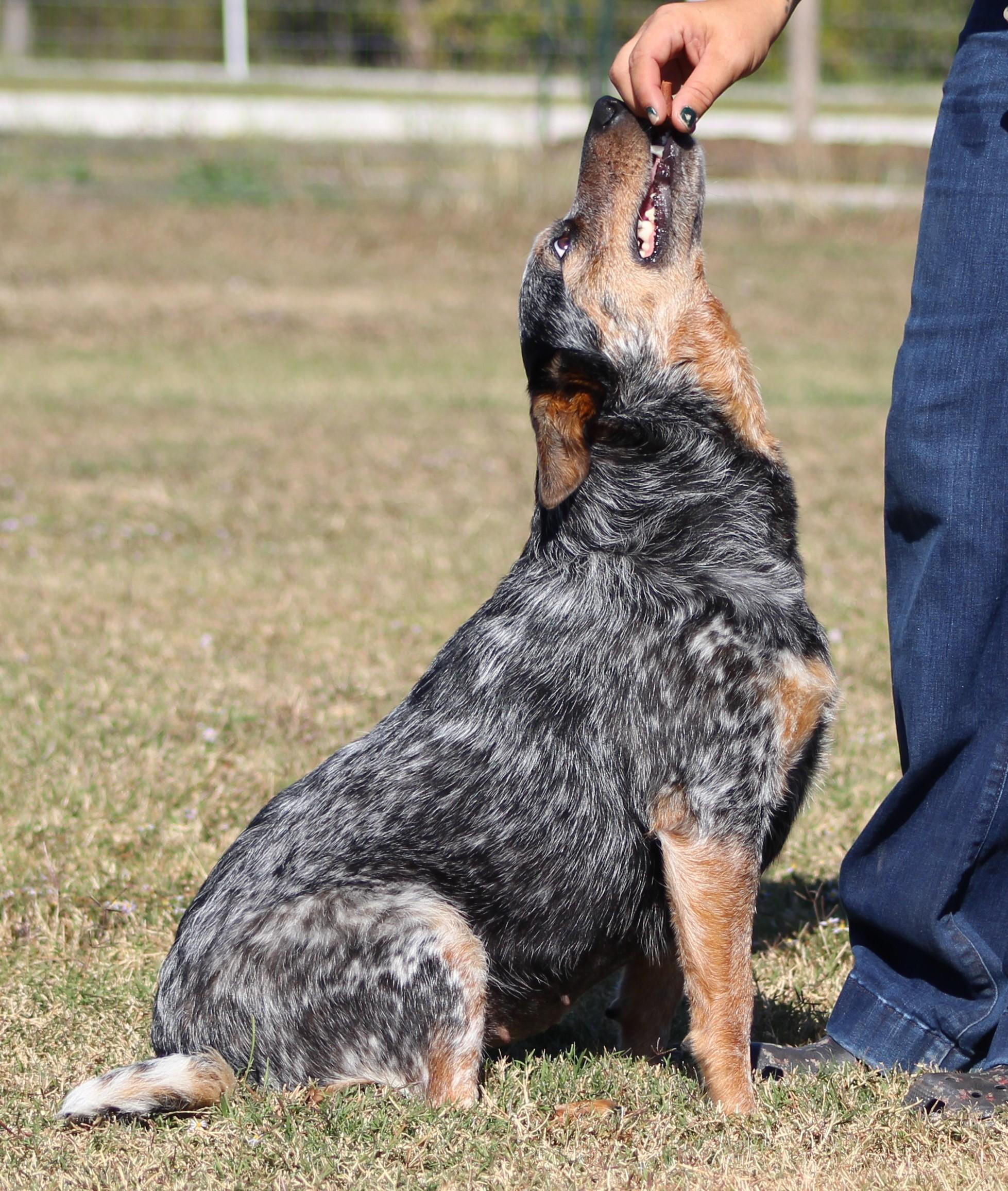 Enlarge Kova, an adoptable Australian Cattle Dog / Blue Heeler in Temple, TX image 3/4
