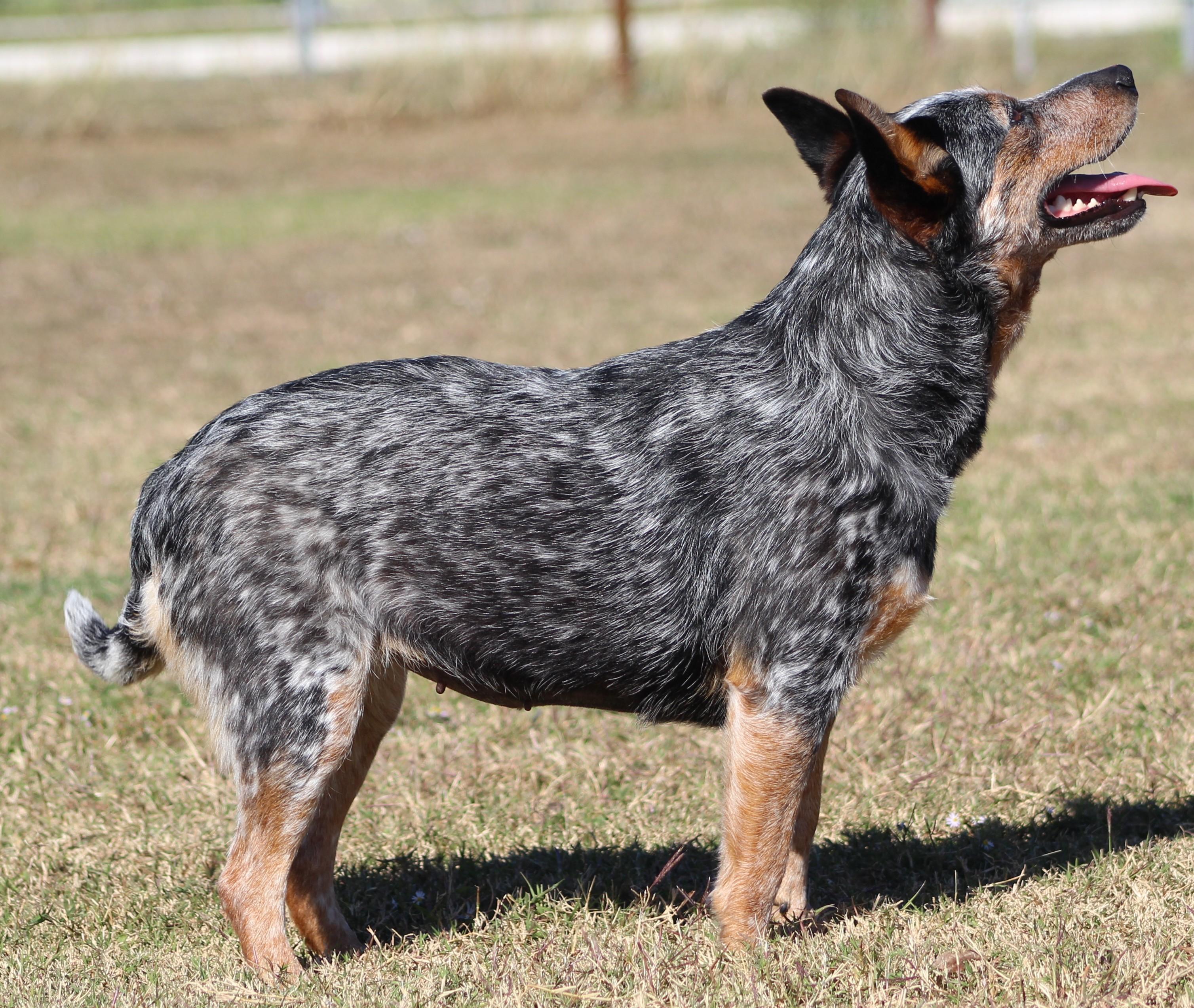 Enlarge Kova, an adoptable Australian Cattle Dog / Blue Heeler in Temple, TX image 4/4