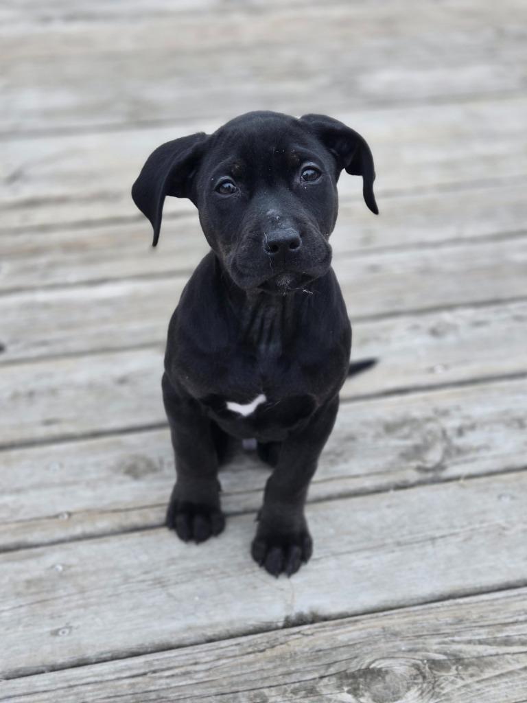Bobsled Bobby, Adoptable, Puppy Male Shepherd & Pit Bull Terrier.