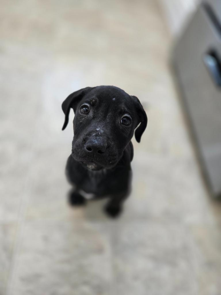 Enlarge Bobsled Bobby, a Adoptable mixed breed in Cloquet, MN image 2/5